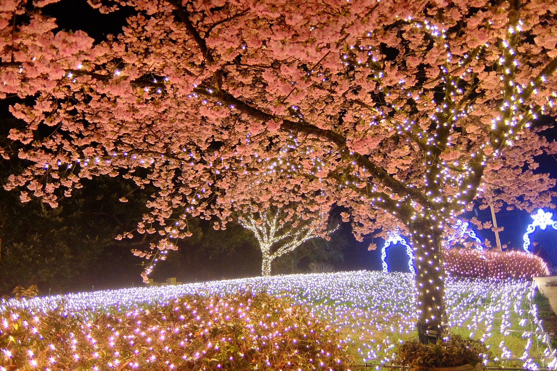 江ノ島イルミネーションの桜